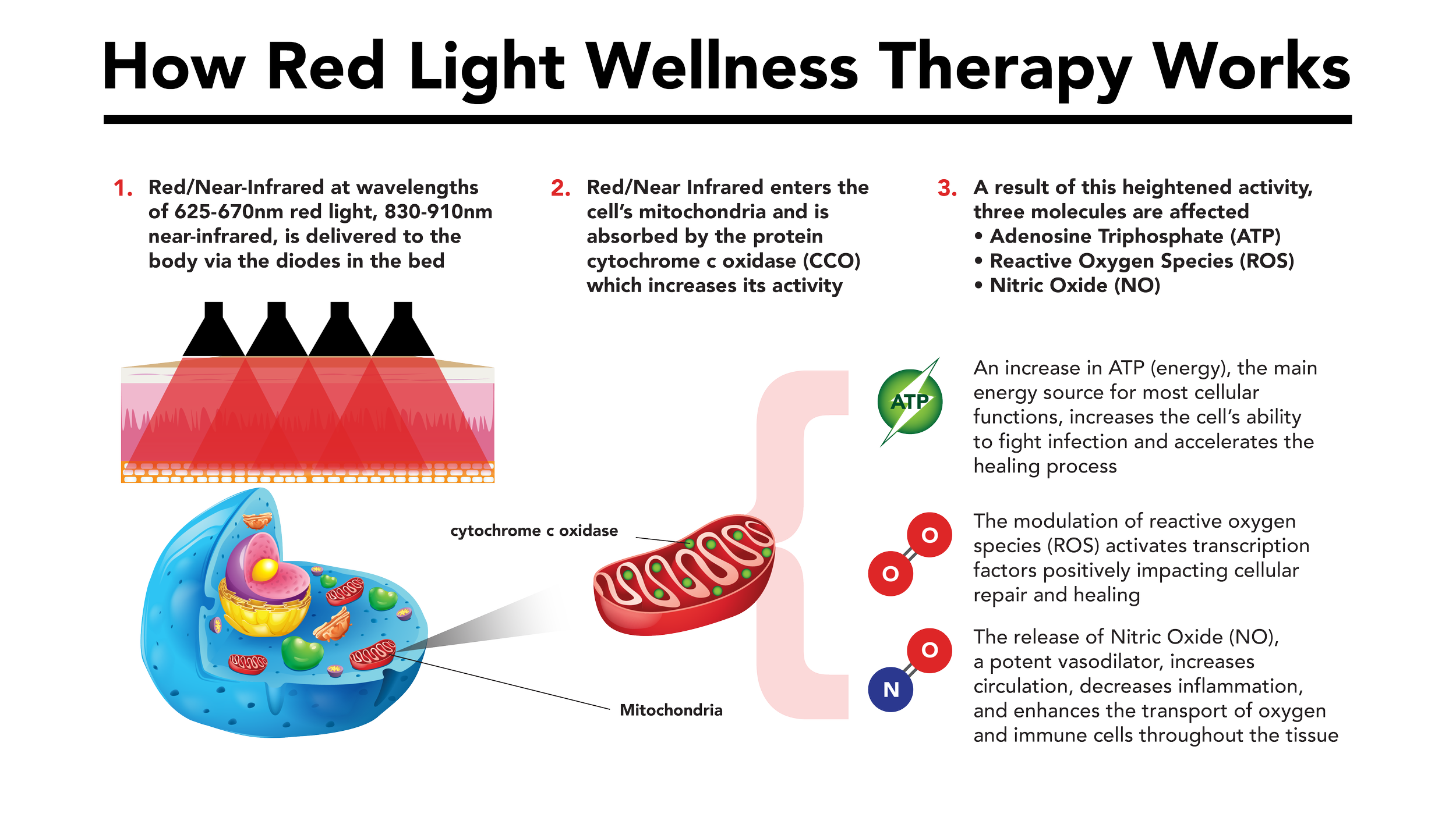 How Red Light Therapy Works